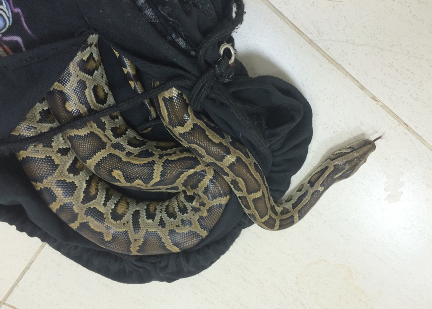 The non-venomous constrictor python seized recently by authorities from a man who was displaying it at Rainbow Street in Jabal Amman (Photo courtesy of Royal Society for the Conservation of Nature)